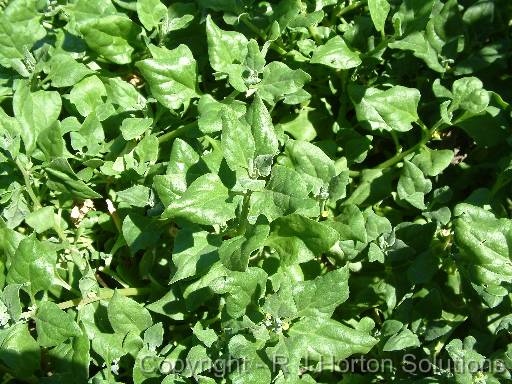 Spinach native Warrigal greens 